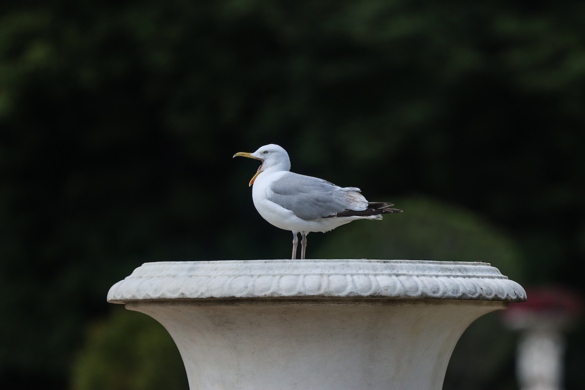 Herring Gull - ML620491919