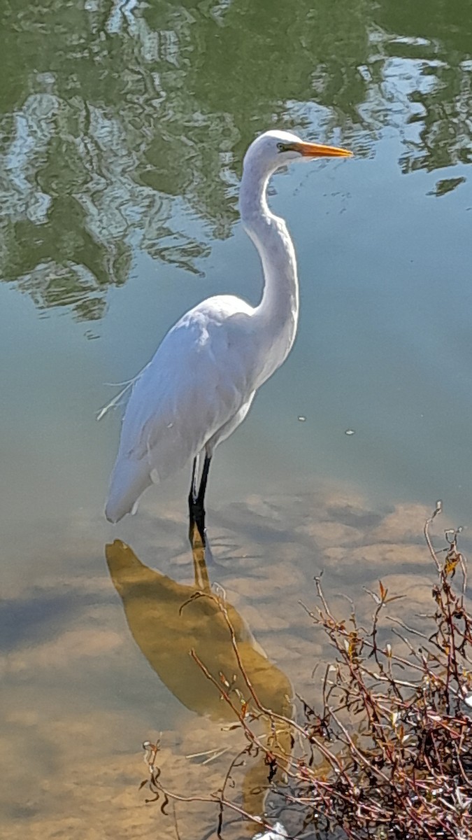 Great Egret - ML620491921