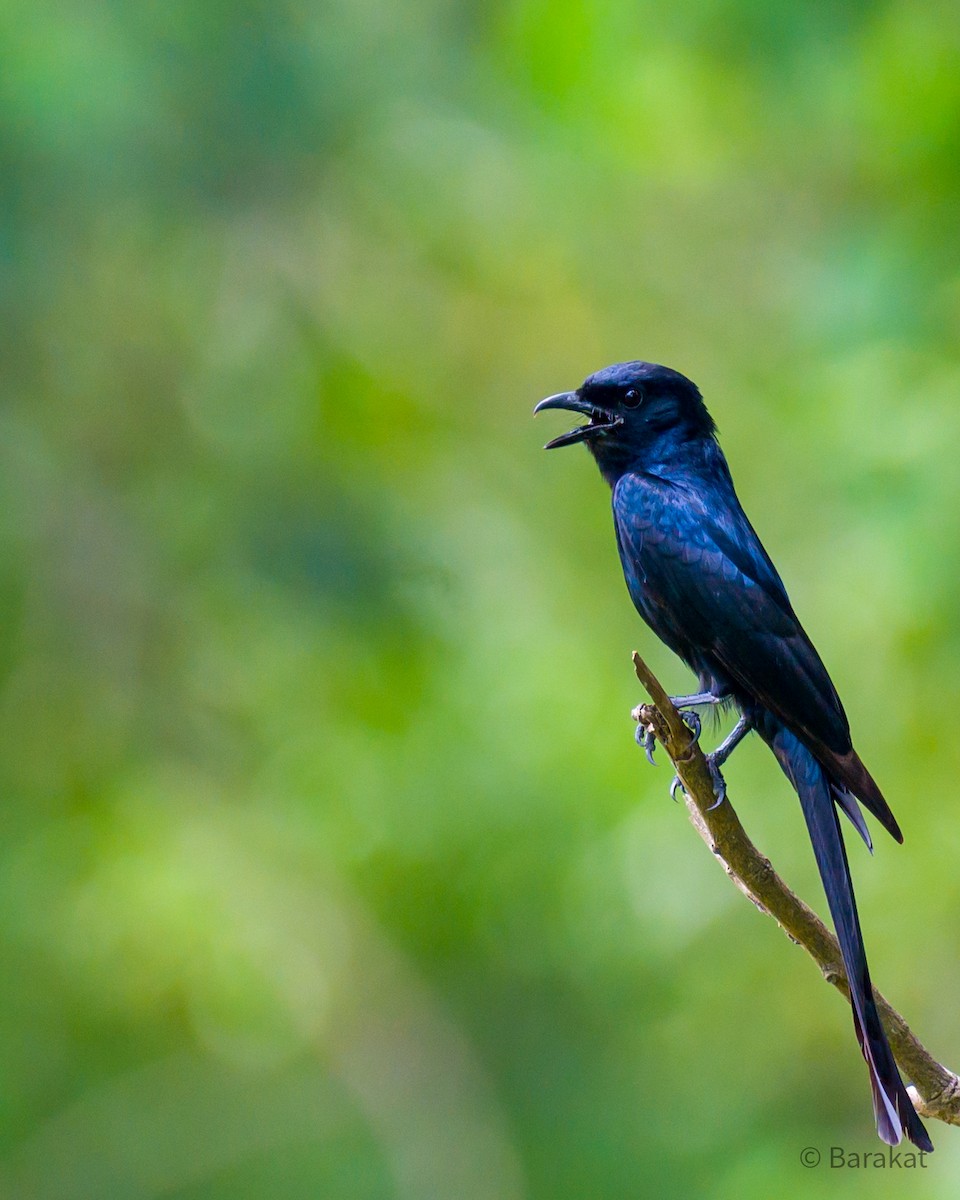 Black Drongo - ML620491923