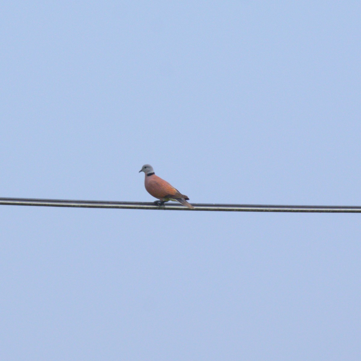 Red Collared-Dove - ML620491925