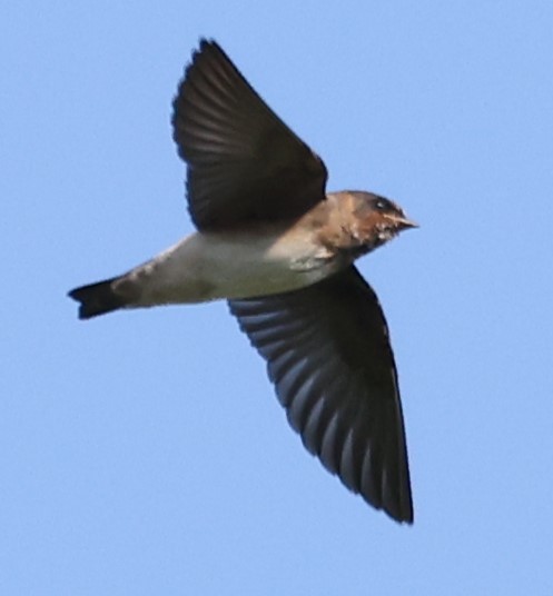 Cliff Swallow - ML620491930