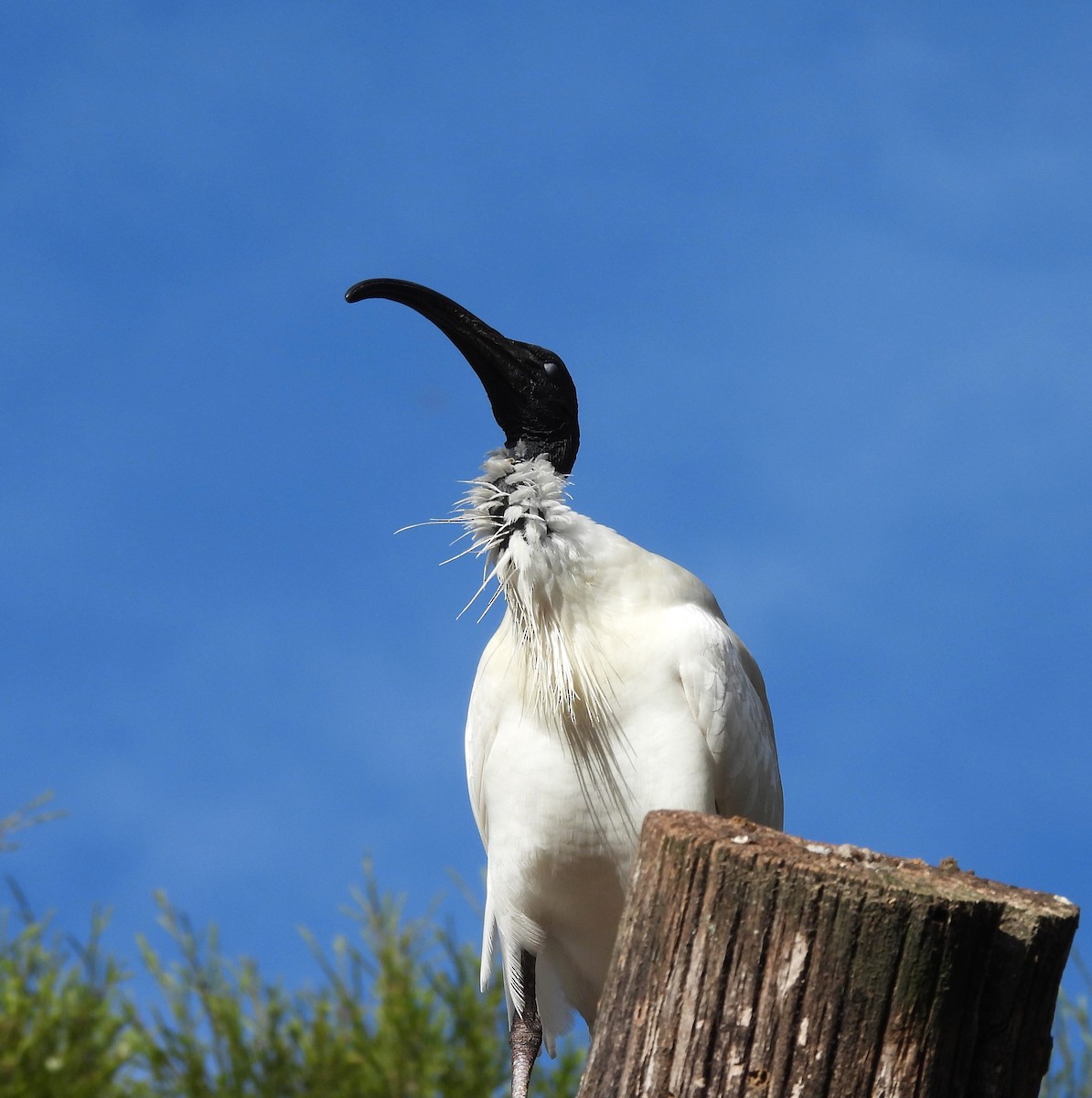 ibis australský - ML620491935