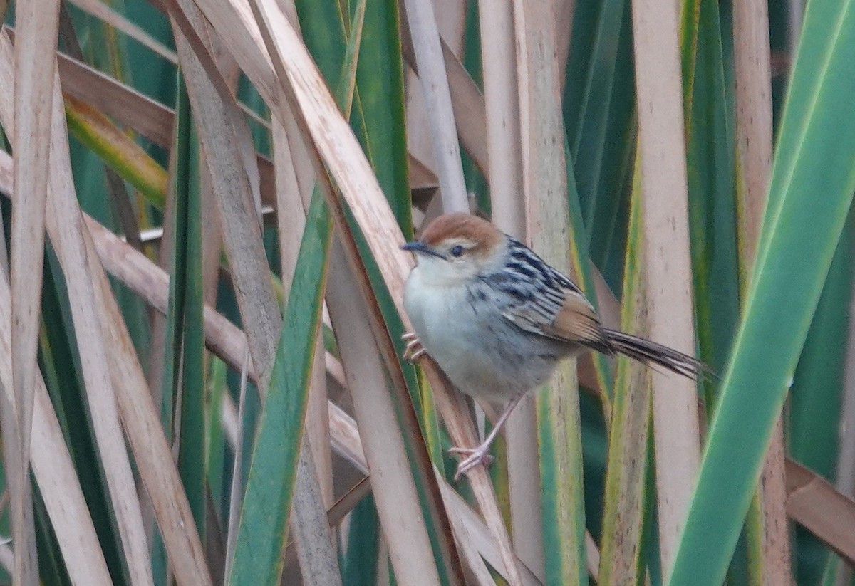 Levaillant's Cisticola - ML620491939