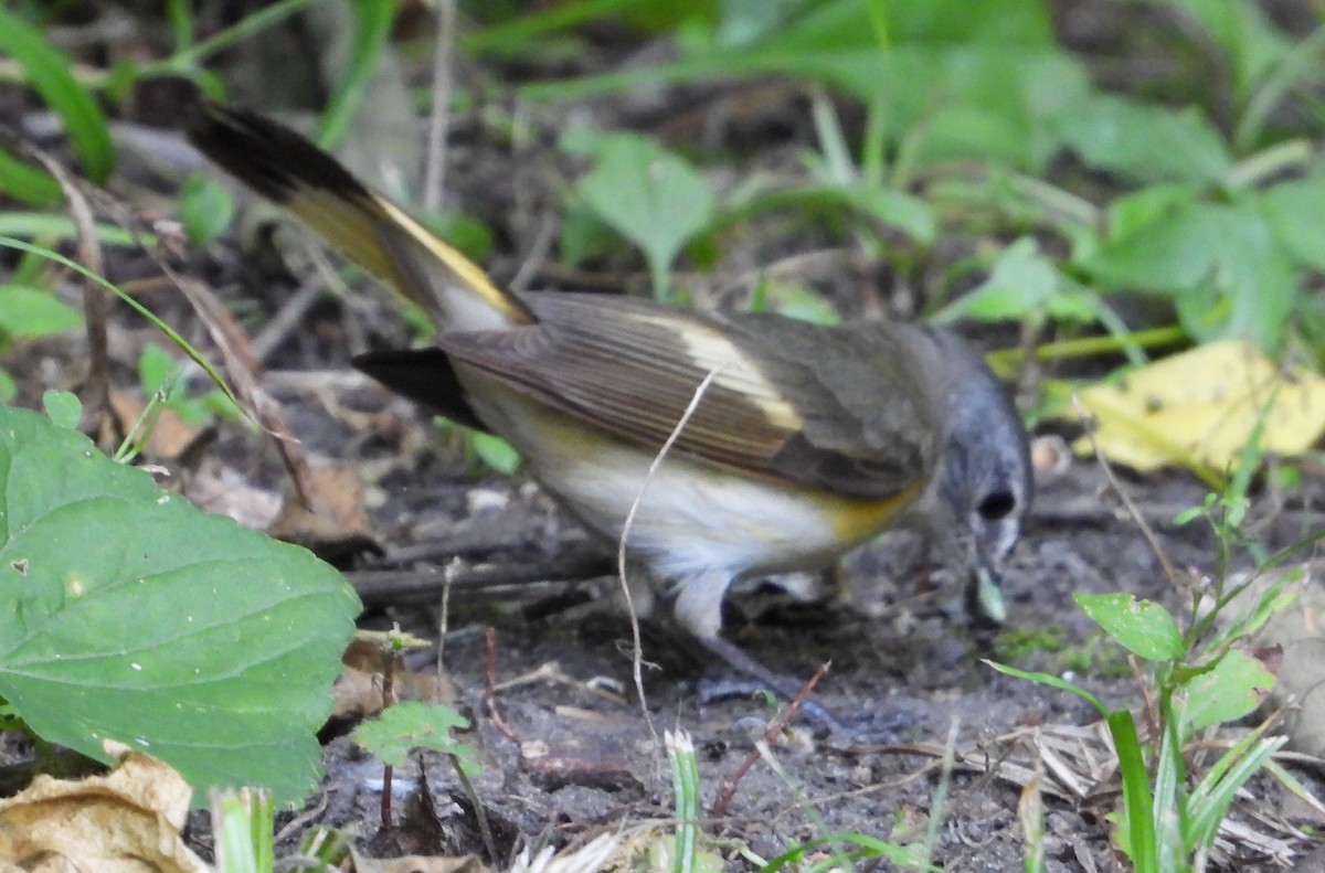 American Redstart - ML620491945