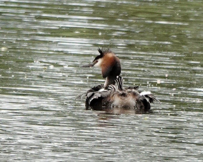 Great Crested Grebe - ML620491949