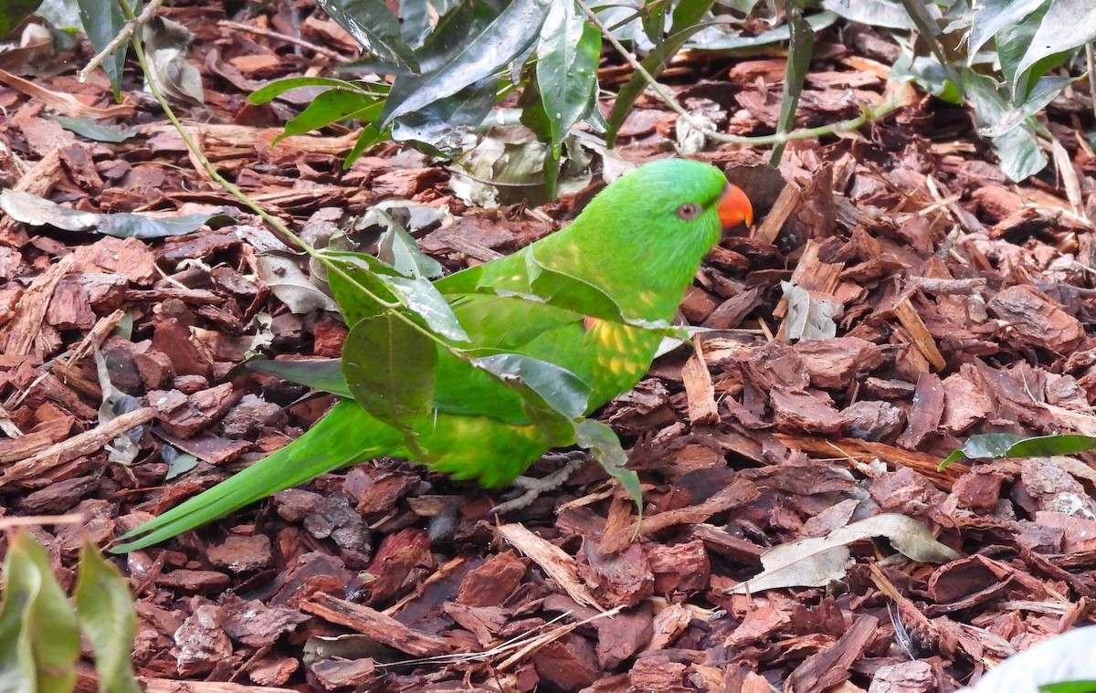 Scaly-breasted Lorikeet - ML620491952