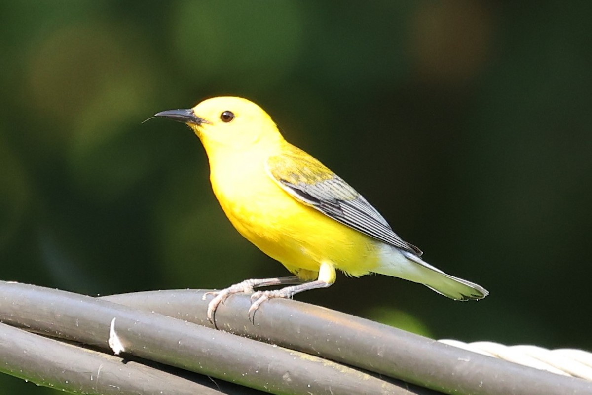 Prothonotary Warbler - ML620491957