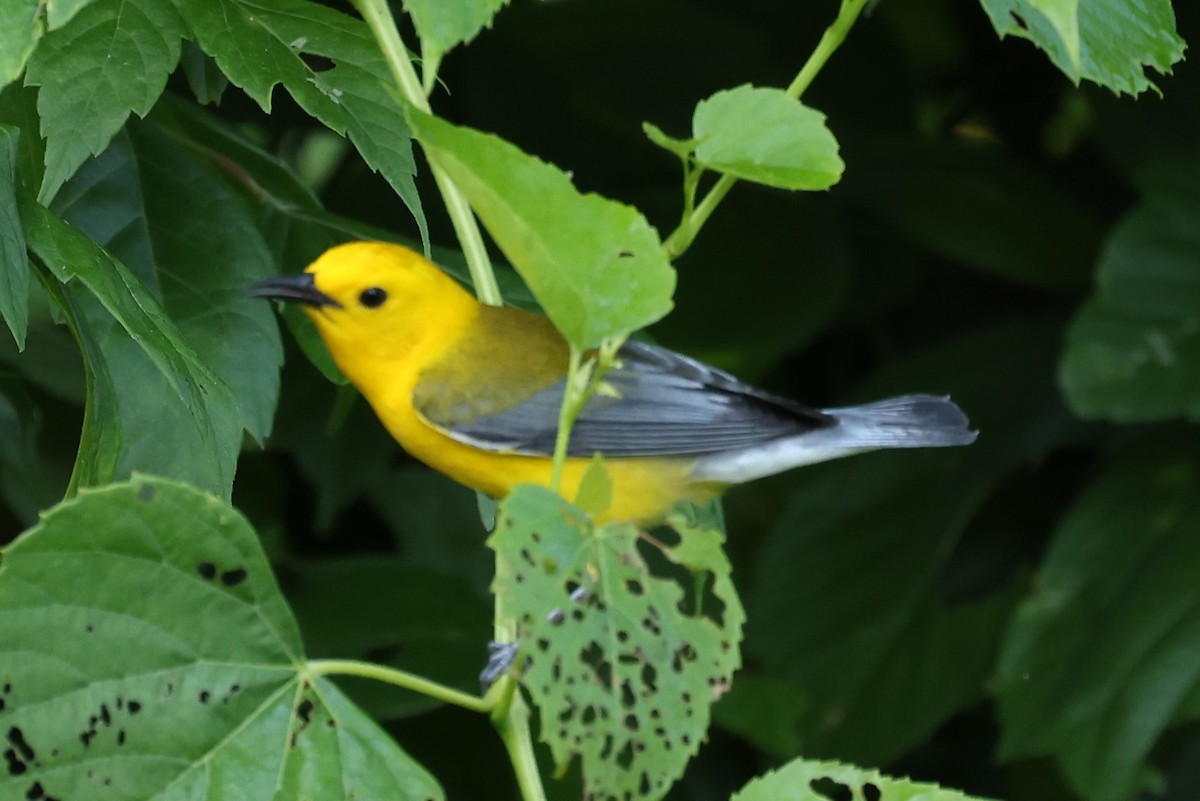 Prothonotary Warbler - ML620491958
