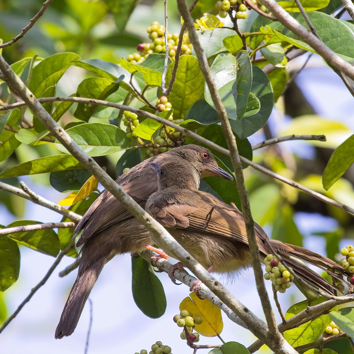 Red-eyed Bulbul - ML620491961