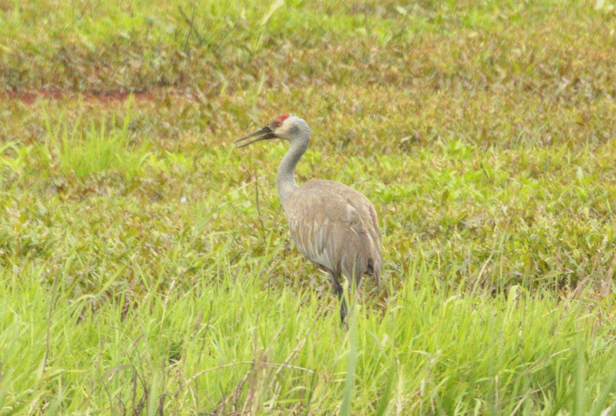 Sandhill Crane - ML620491973