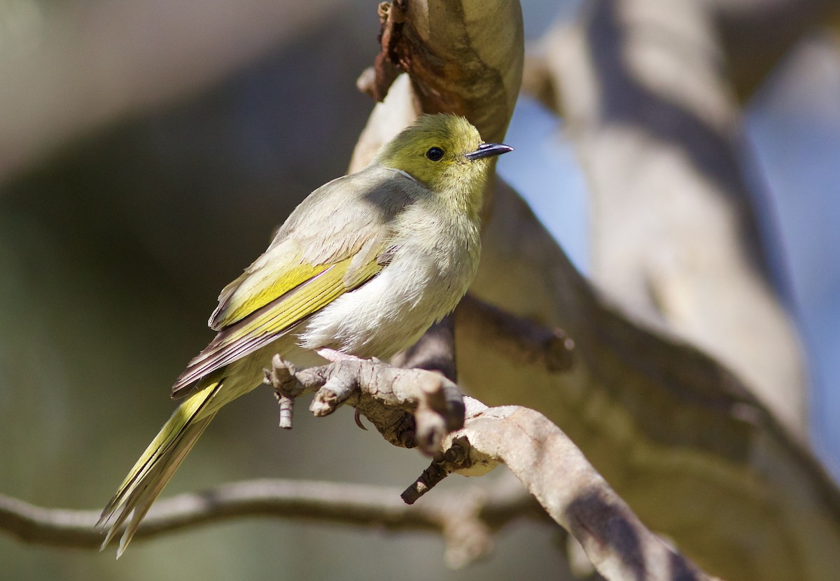 White-plumed Honeyeater - ML620491975