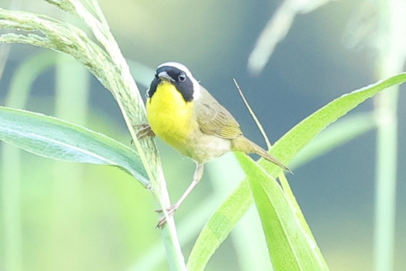 Common Yellowthroat - ML620491978