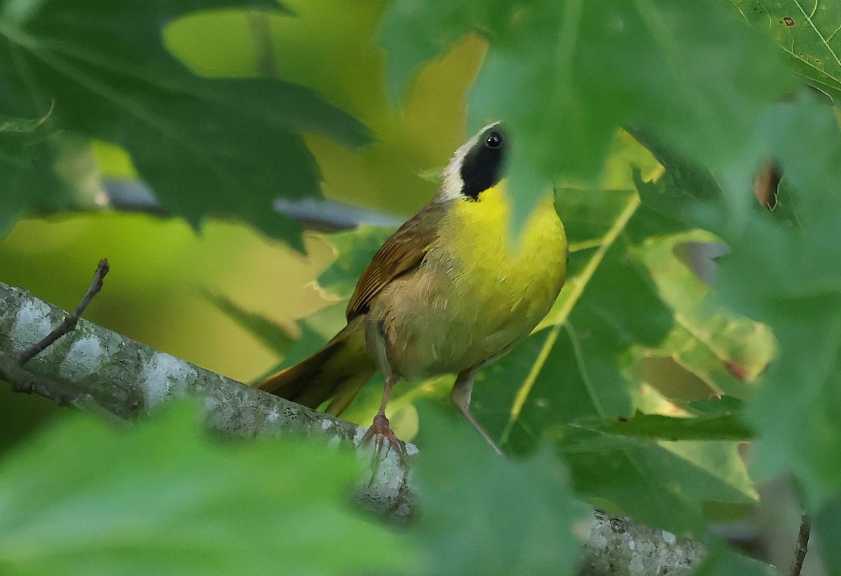 Common Yellowthroat - ML620491979