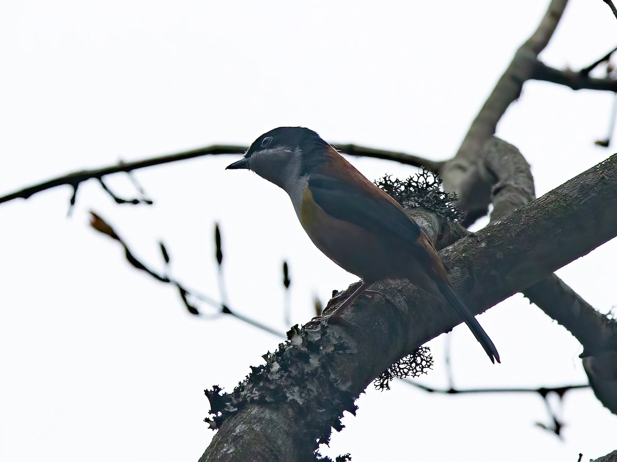 Vireo Alcaudón Ventrirrufo - ML620491981