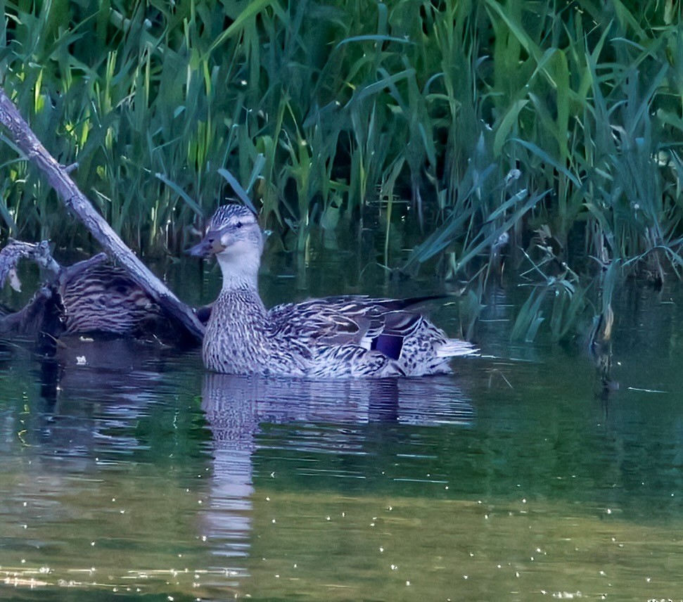 Mallard - ML620491983