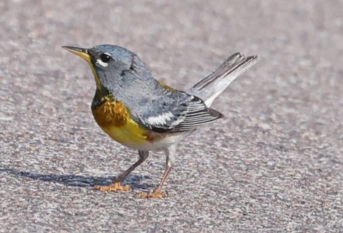 Northern Parula - ML620491984