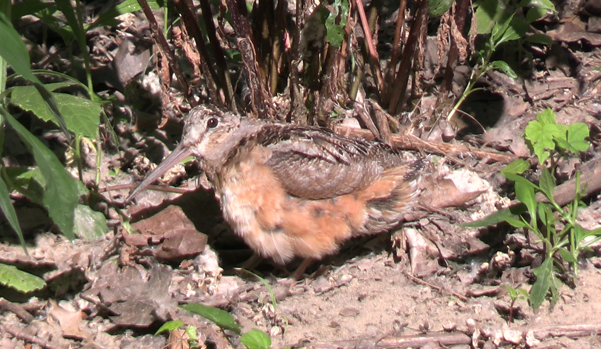 American Woodcock - ML620491987