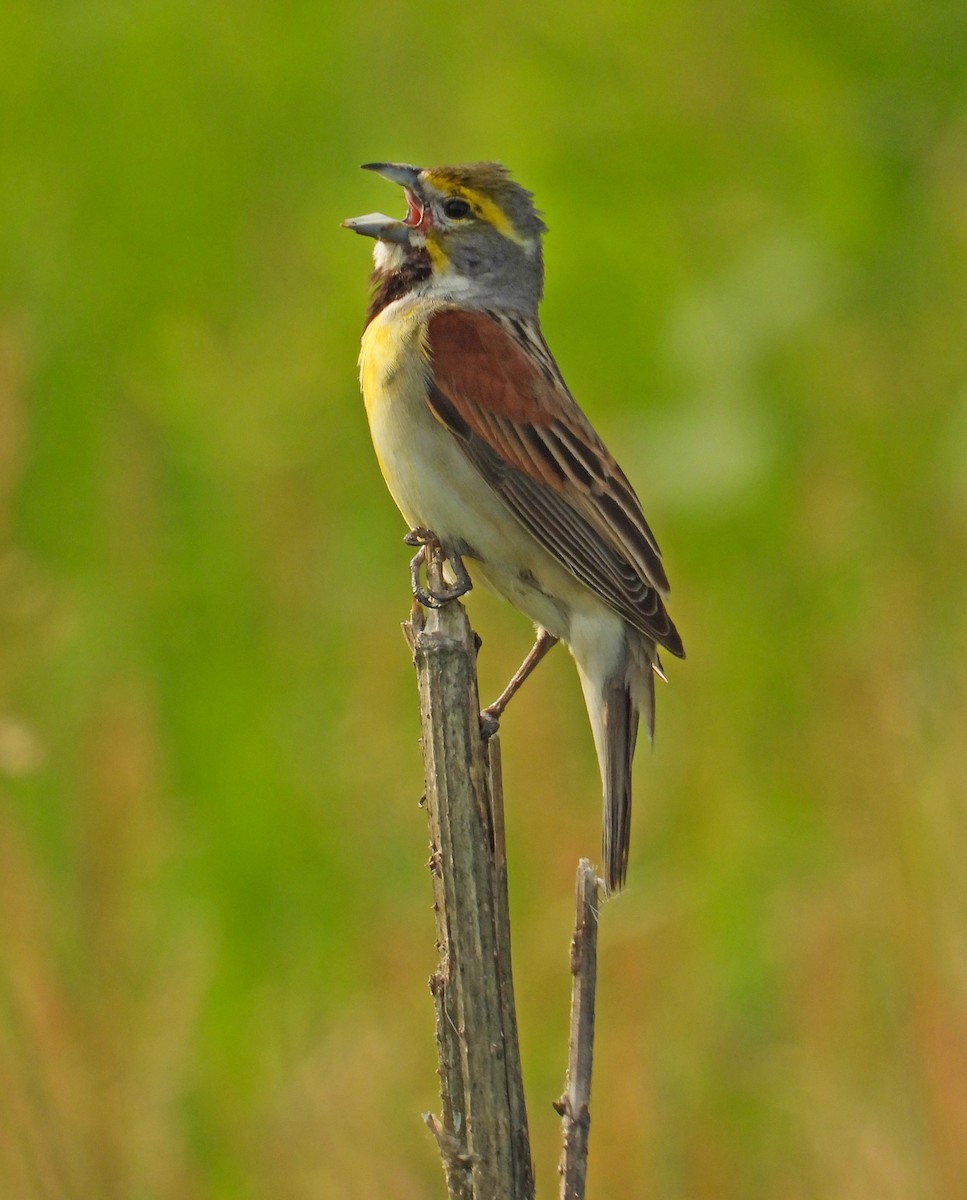 Dickcissel - ML620491998