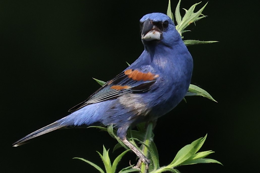 Blue Grosbeak - ML620492011