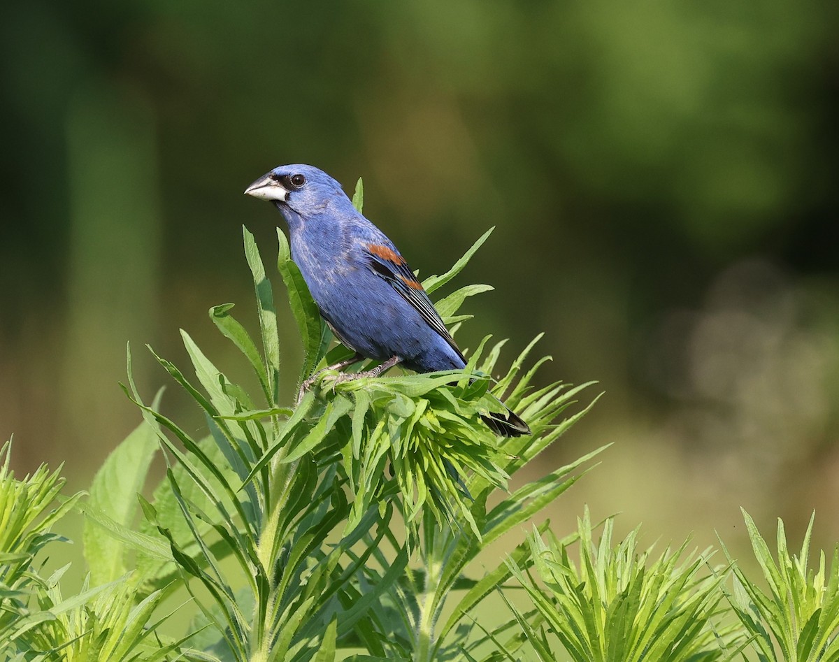 Blue Grosbeak - ML620492013