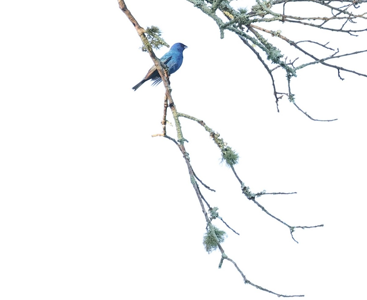 Indigo Bunting - ML620492016