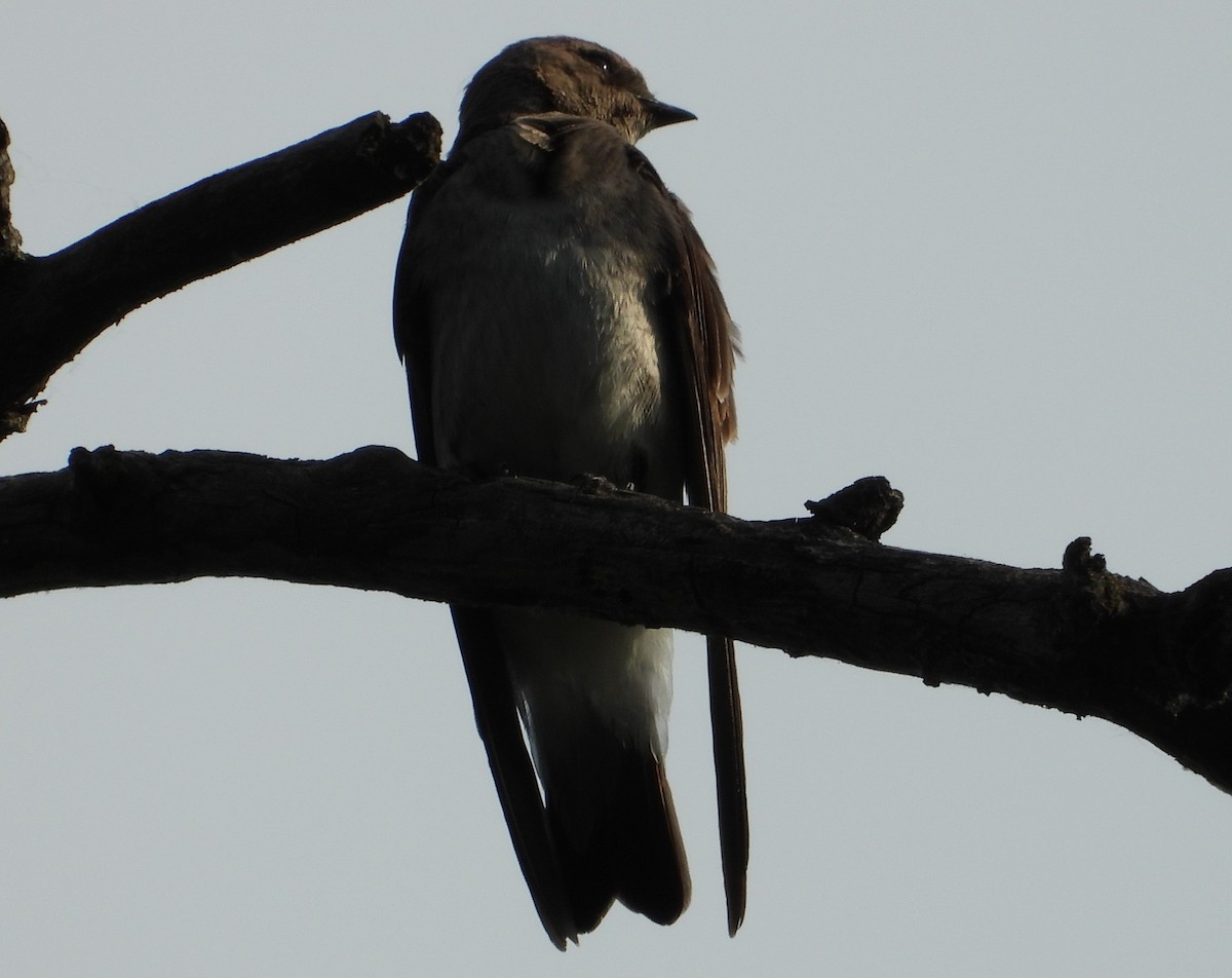 Hirondelle à ailes hérissées - ML620492022