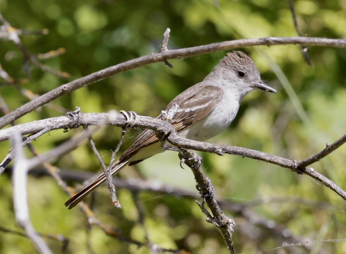 Ash-throated Flycatcher - ML620492023