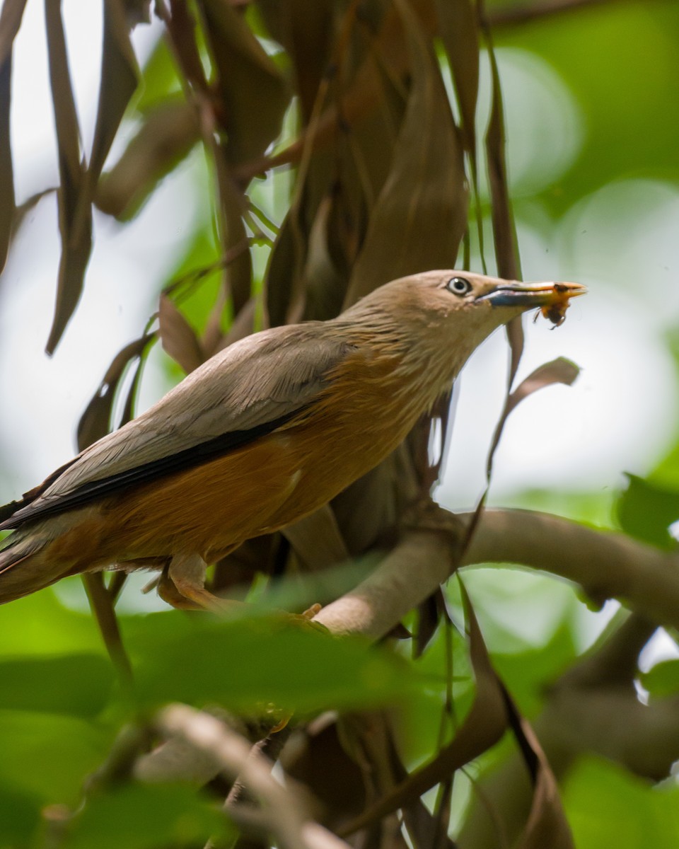 Chestnut-tailed Starling - ML620492032