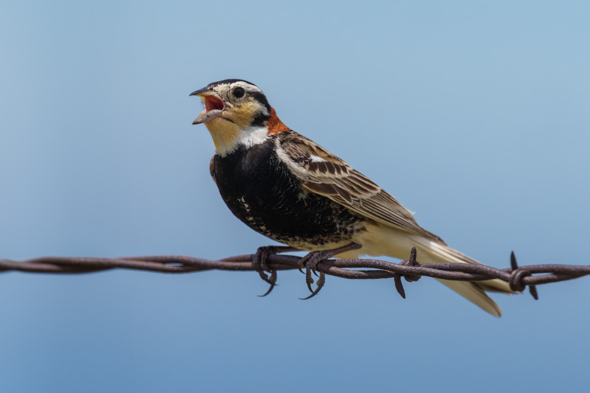 Chestnut-collared Longspur - ML620492033