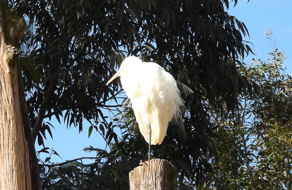 Great Egret - ML620492040