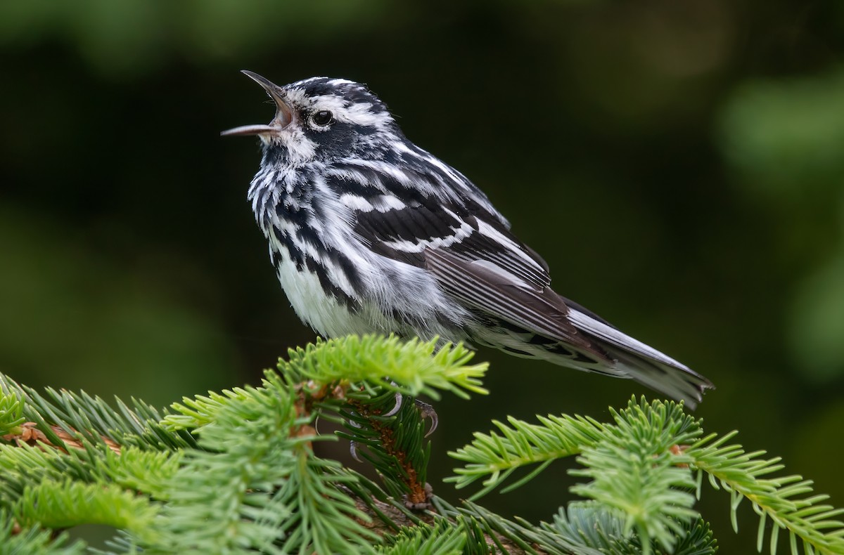 Black-and-white Warbler - Gale VerHague