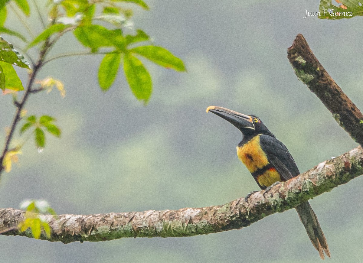 Collared Aracari (Stripe-billed) - ML620492060