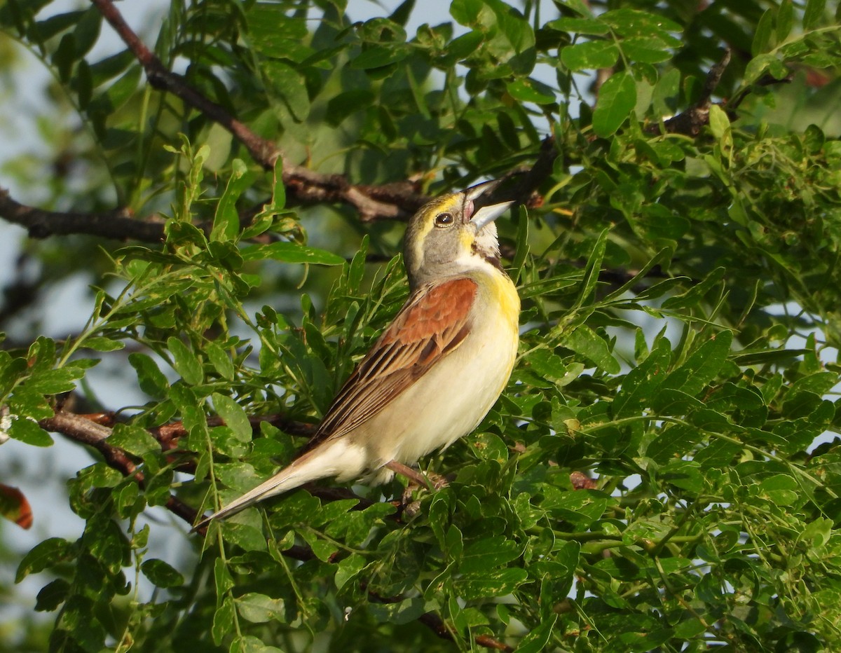 Dickcissel d'Amérique - ML620492062