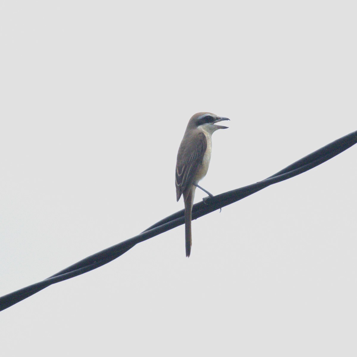 Brown Shrike - ML620492066