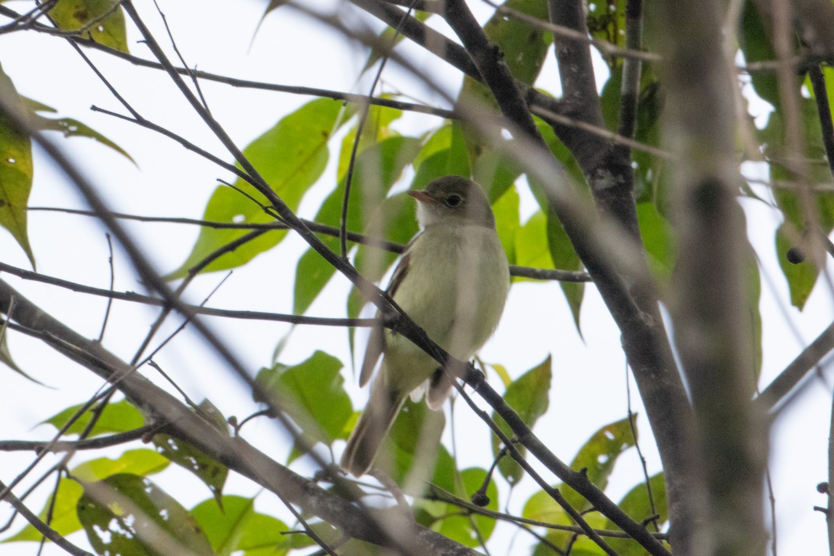 Small-billed Elaenia - ML620492074