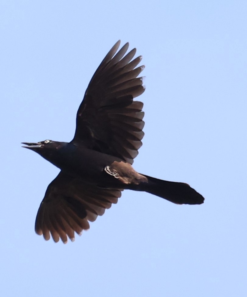 Common Grackle - ML620492078