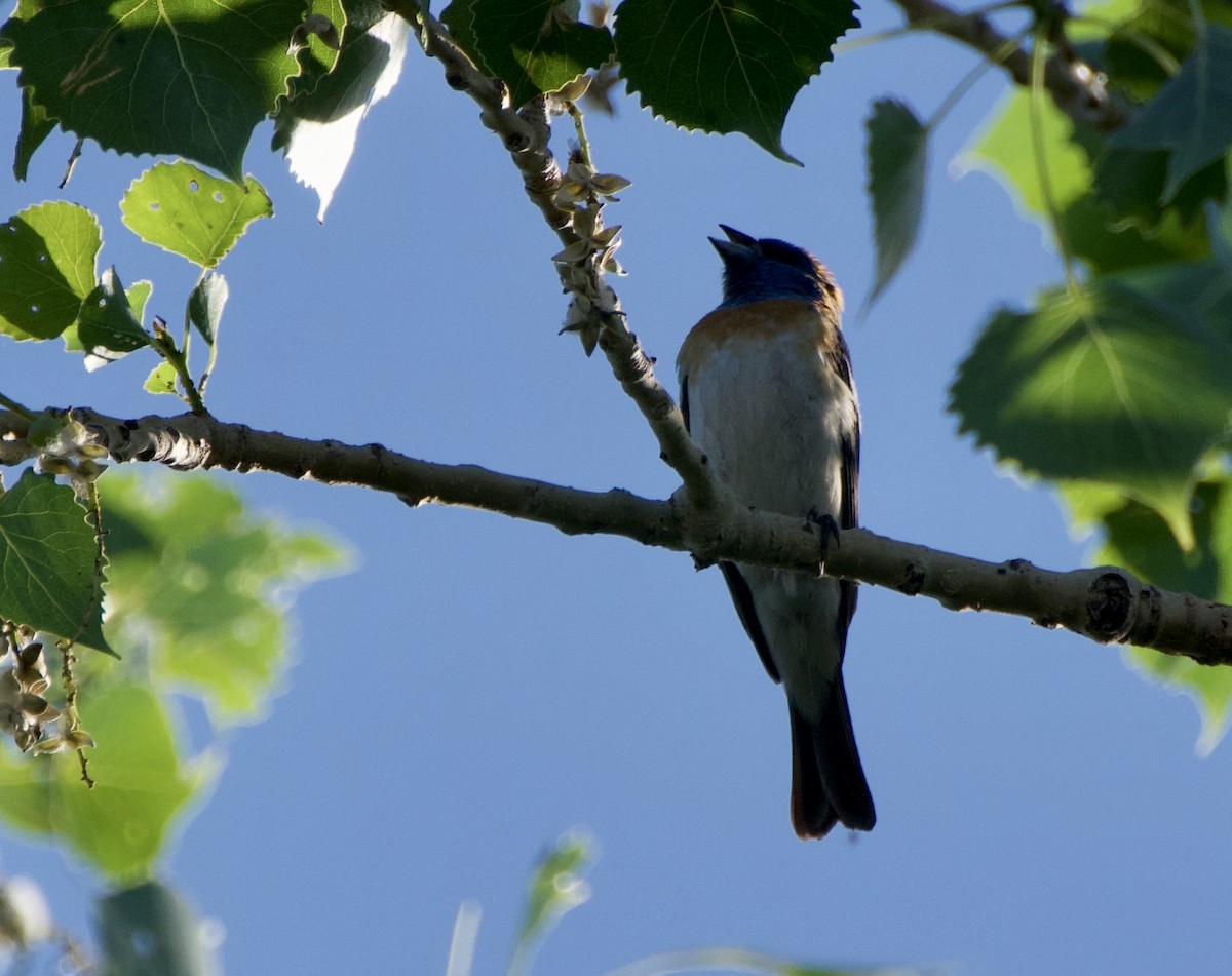 Lazuli Bunting - ML620492083