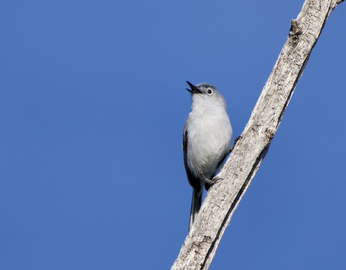 Blue-gray Gnatcatcher - ML620492085