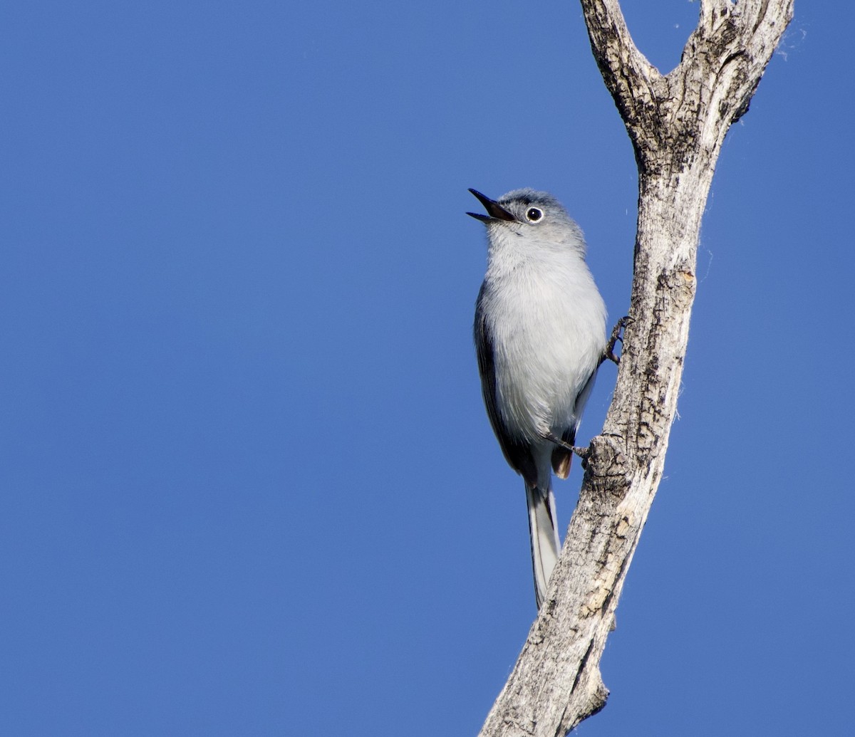 Blue-gray Gnatcatcher - ML620492086