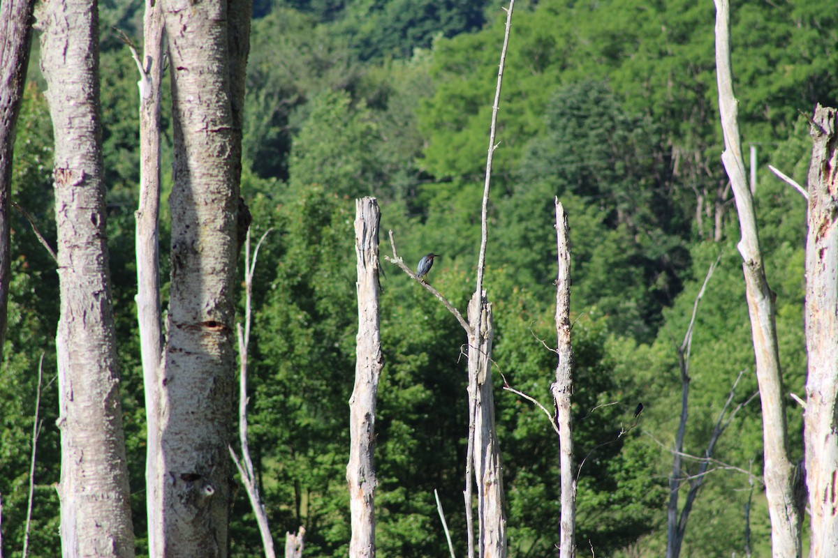 Green Heron - ML620492088