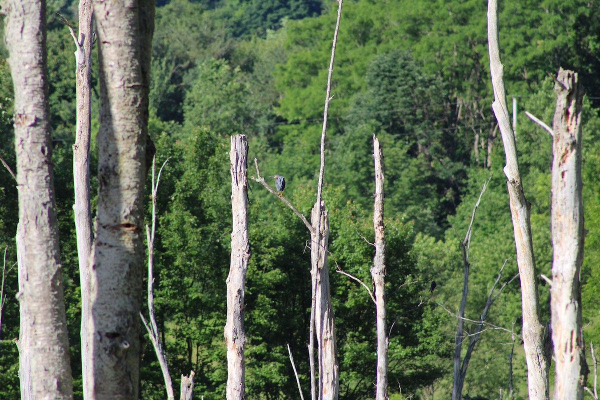 Green Heron - ML620492089