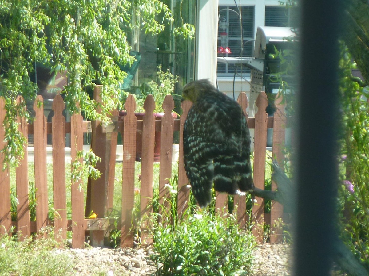 Red-shouldered Hawk - ML620492097