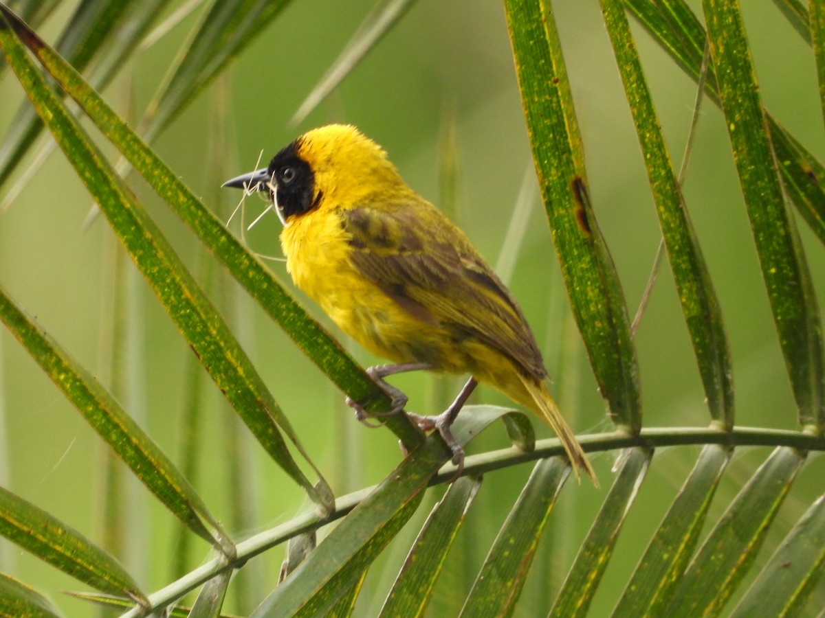 Slender-billed Weaver - ML620492098