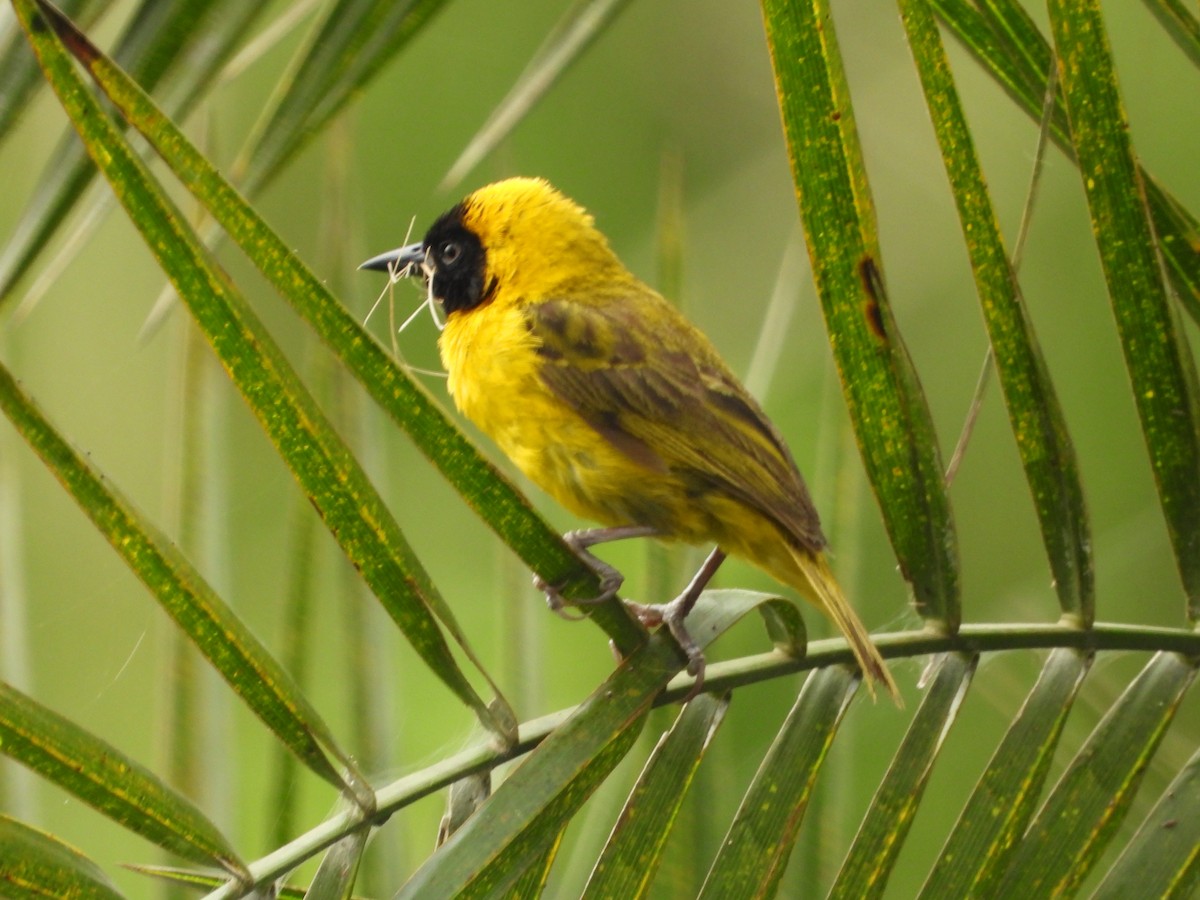 Slender-billed Weaver - ML620492099