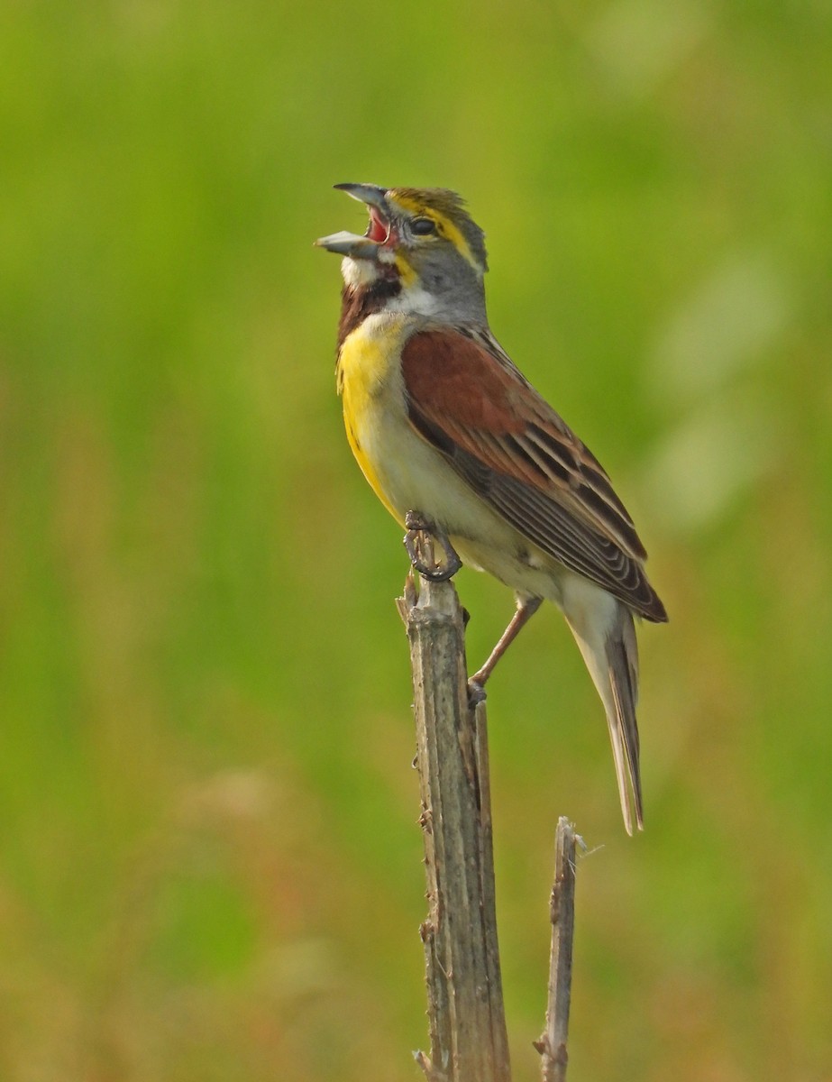 Dickcissel d'Amérique - ML620492103