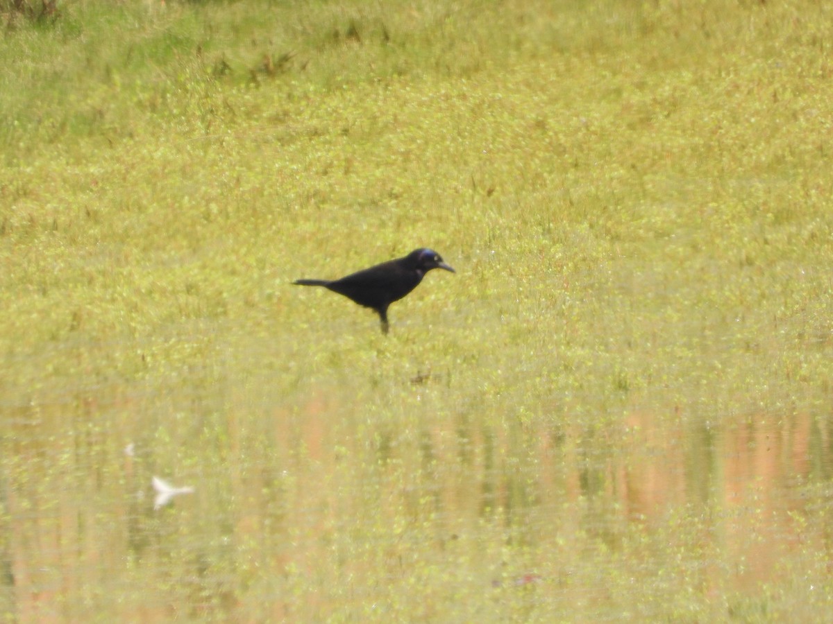 Common Grackle - ML620492110