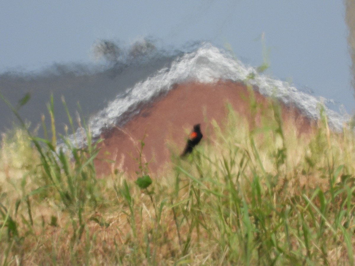 Red-winged Blackbird - ML620492124