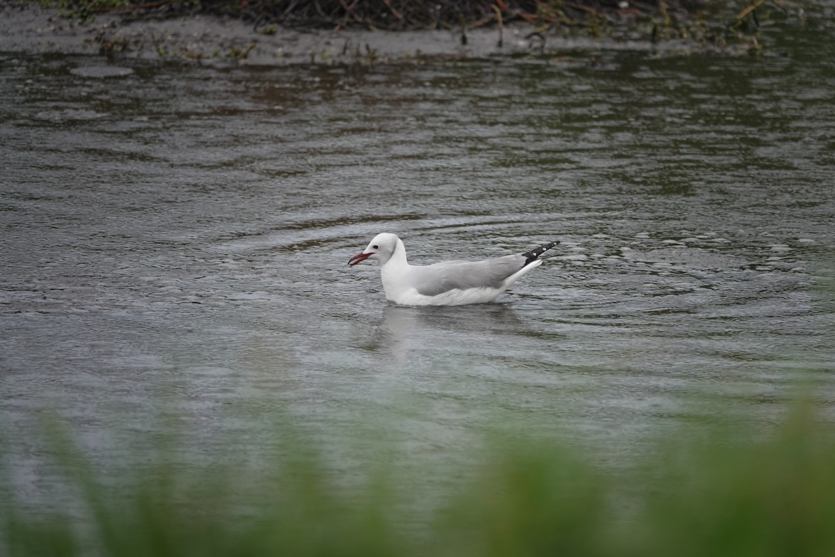 Hartlaub's Gull - ML620492126