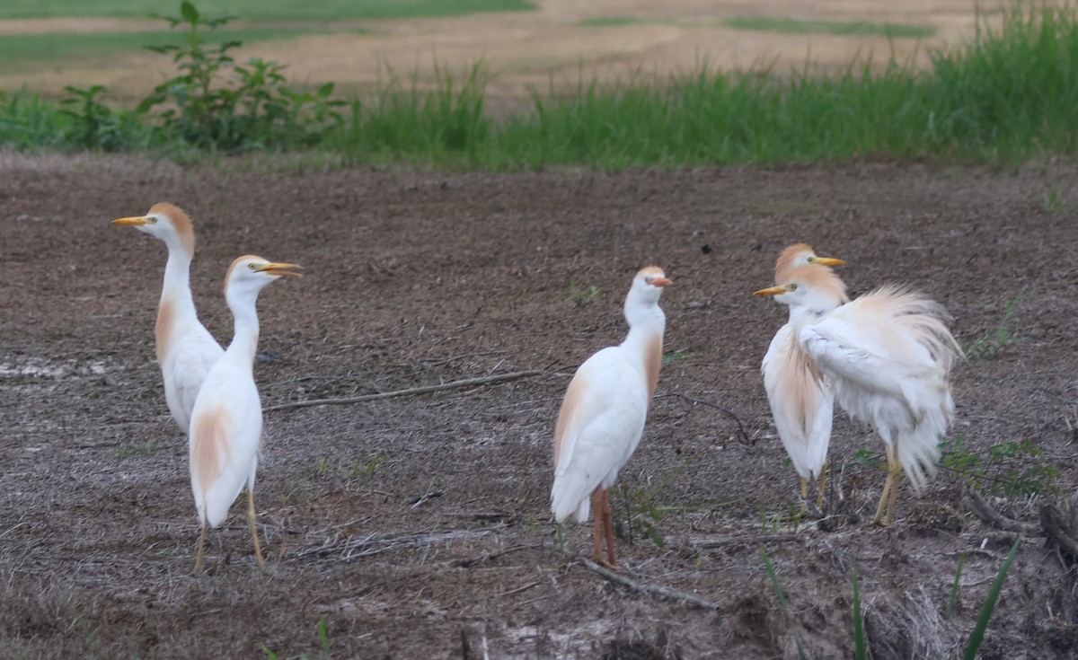 Western Cattle Egret - Jerry Griggs