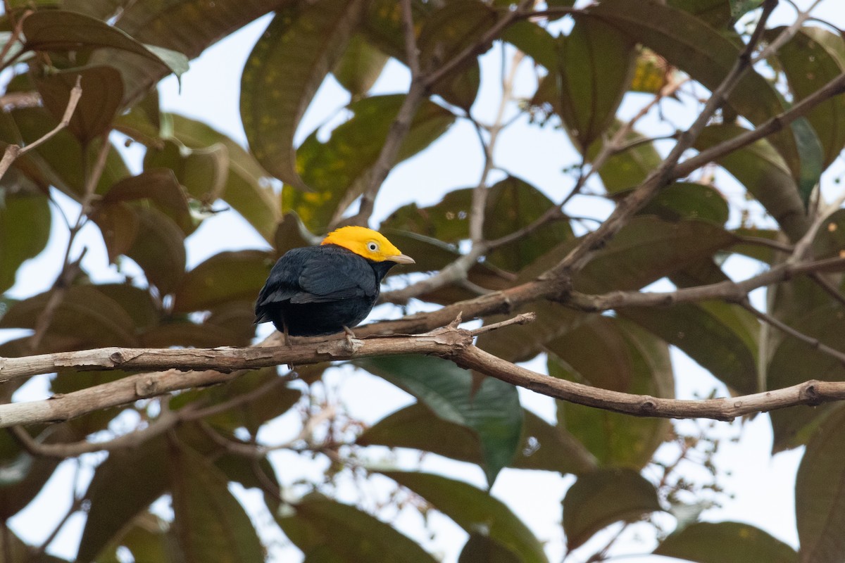 Manakin à tête d'or - ML620492133